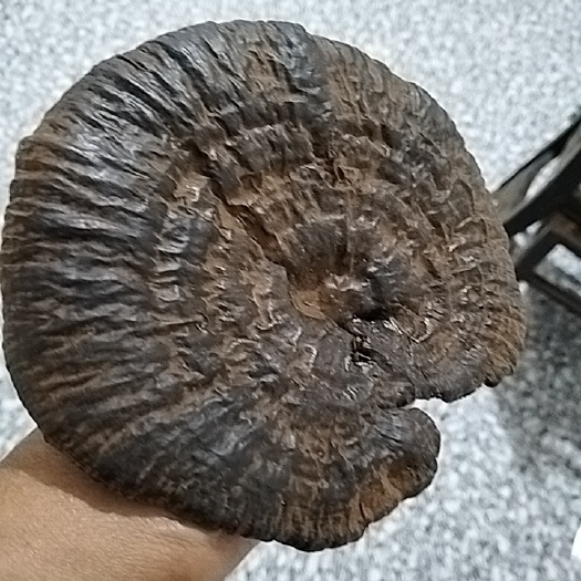 余庆县灵芝