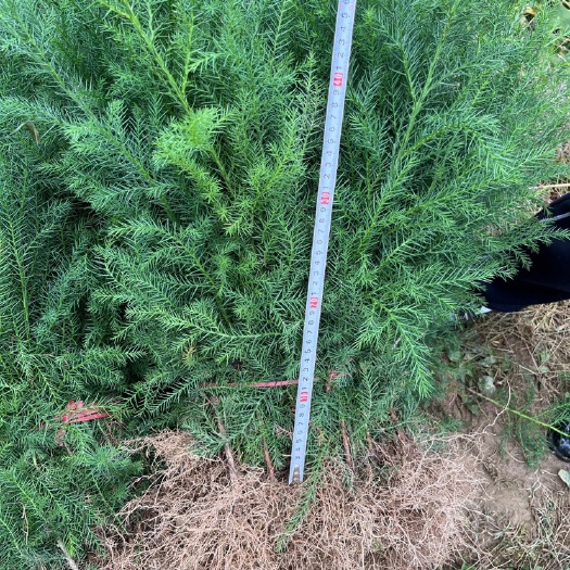 利川市高度50地径0.4的精品柳杉苗 量大优惠