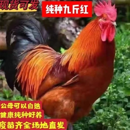 邳州市大红公鸡苗 九斤红脱温鸡 红玉380 死亡包赔 疫苗齐全