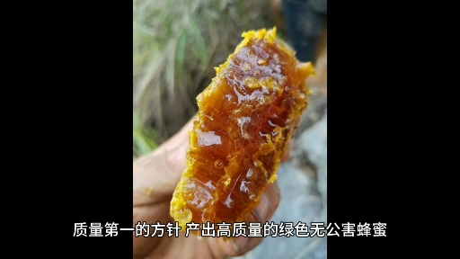 广西十万大山中华蜜蜂蜂蜜