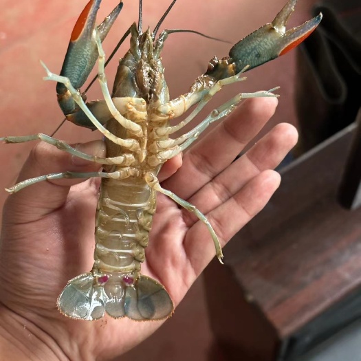 灵寿县澳洲蓝龙