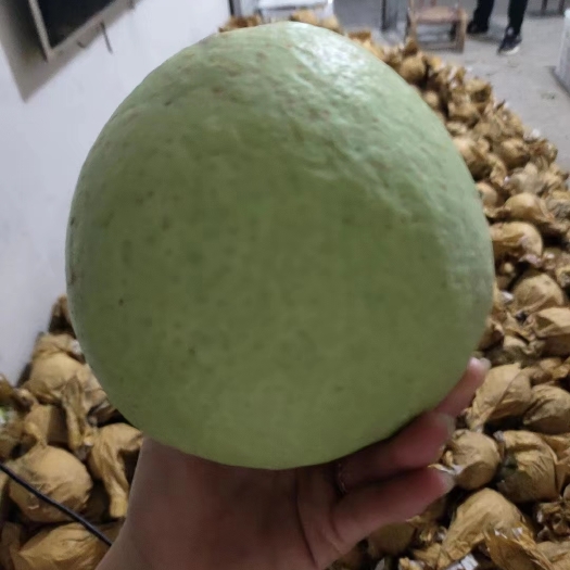 云和县云和雪梨因其个头硕大，而成为特产