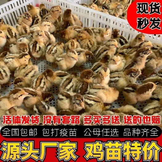 邳州市快大青脚麻鸡苗 脱温麻鸡 疫苗齐全 一手货源 死亡包赔