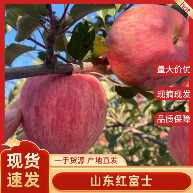 沂水县《实力商家》山东红富士苹果，产地直销，一手货源，价格实惠欢迎