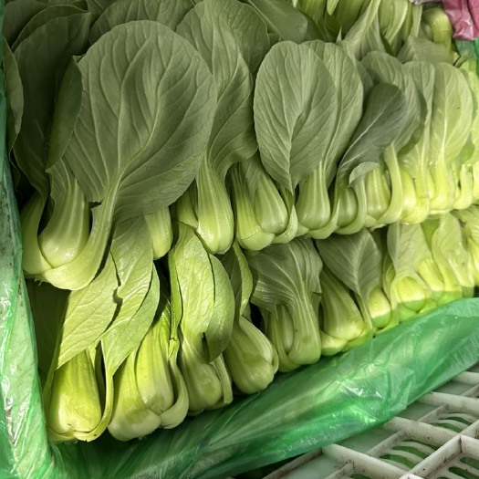 邯郸油菜