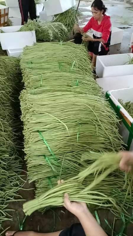 徐闻县长豆角