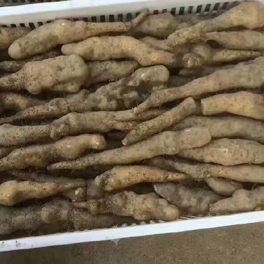 蕲春县桐梓山药高溪山药棒槌山药