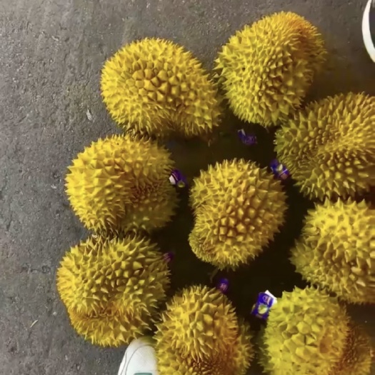 XO榴莲