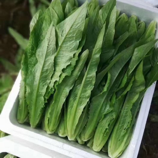 邯郸油麦菜
