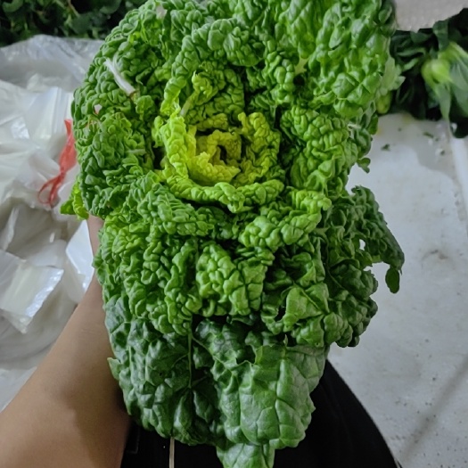 上海各种叶菜。黄心菜。矮脚菜。小菠菜，等等