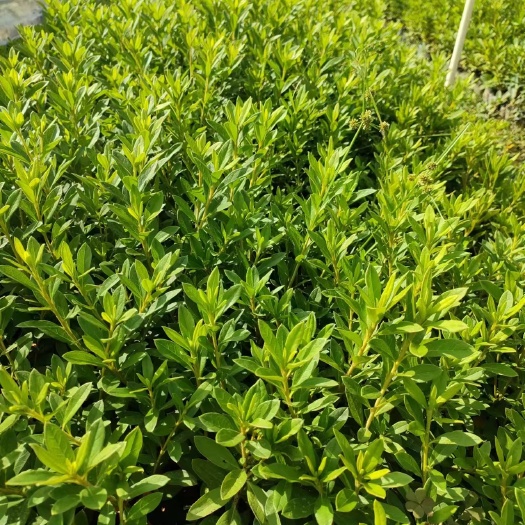 高度30春鹃杯苗（苗圃直供，价格实惠）