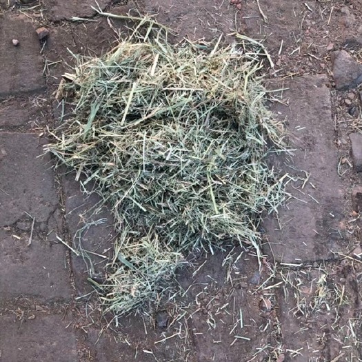 黄骅市青干草持续发货