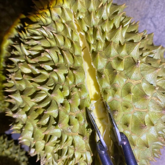 中牟县鲜果金枕。