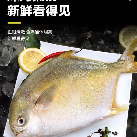 滨州金鲳鱼 规格齐全
