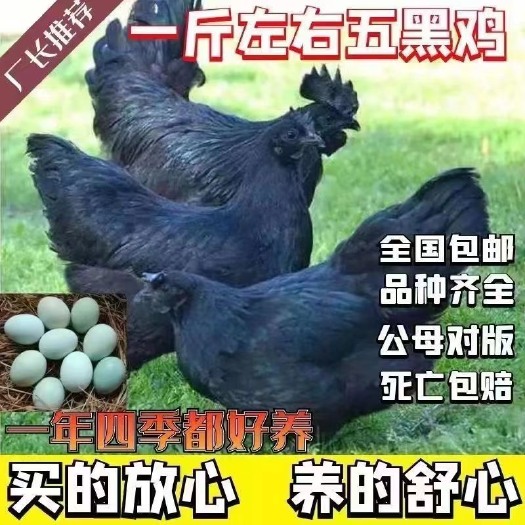 邳州市五黑鸡苗 脱温鸡 快产蛋2斤以上成年五黑一绿乌骨鸡