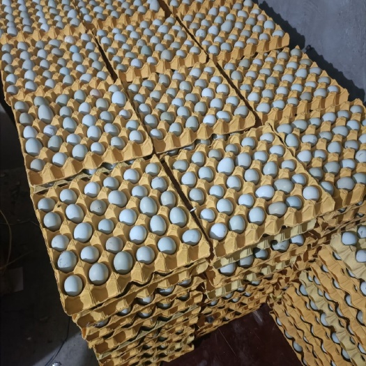 荆门绿壳乌鸡蛋土鸡蛋420枚批发，纯自家散养