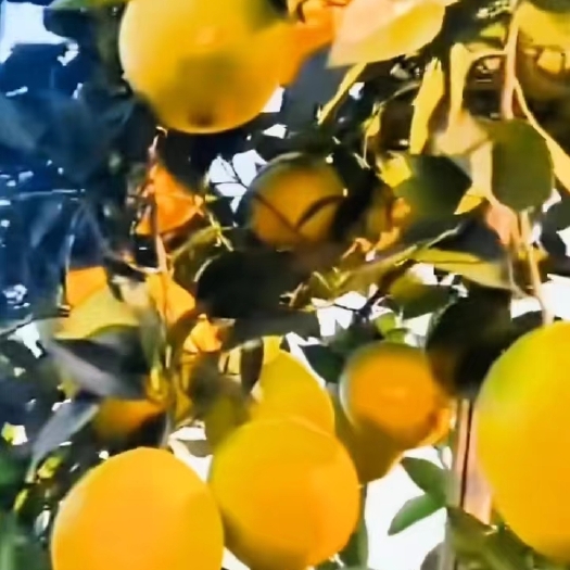兴安县纽荷尔