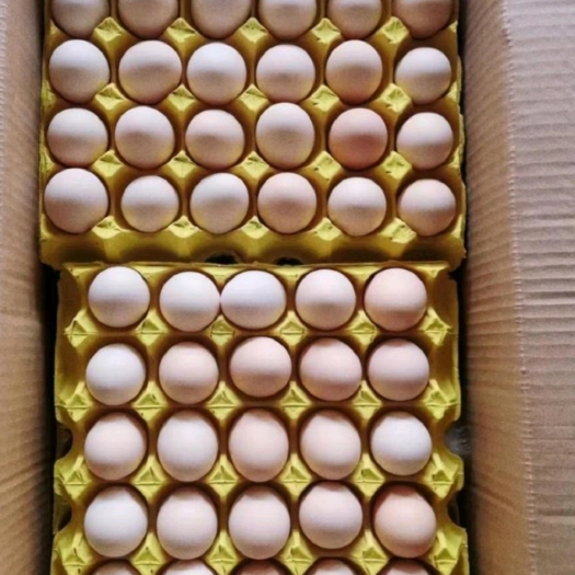 固始县精品粉壳蛋
