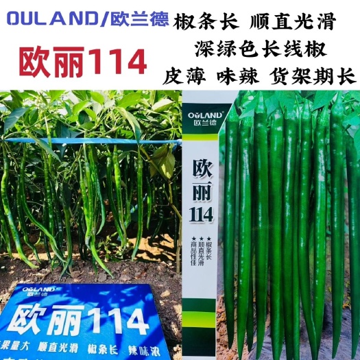 沭阳县辣椒种子欧丽114辣椒种子皮薄肉厚味辣椒条长顺直深绿色辣椒种