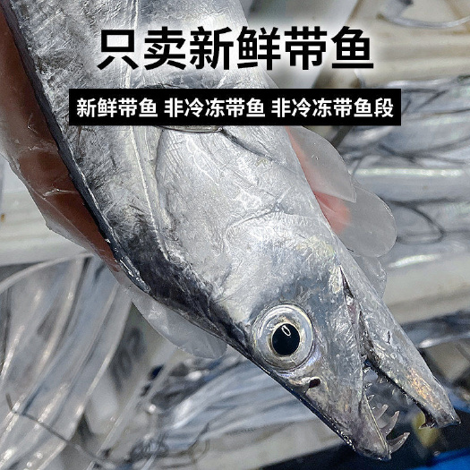 连云港舟山新鲜带鱼整条 舟山东海油带批发特大号无冰小眼睛