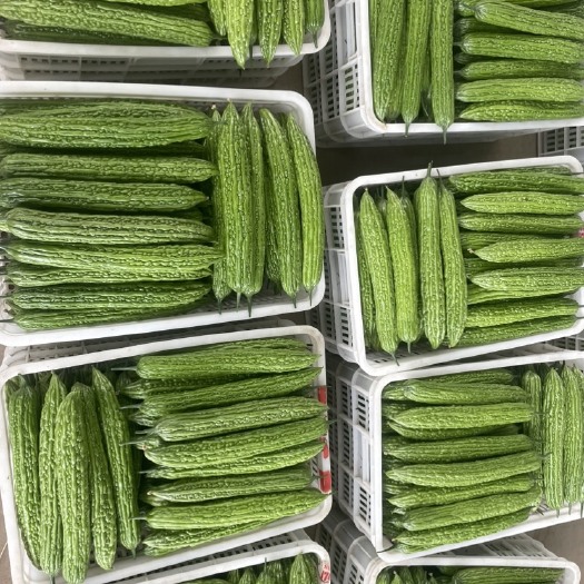 青州市高温棚一季新蔓苦瓜大量现货，每天大量收，量大需要的联系