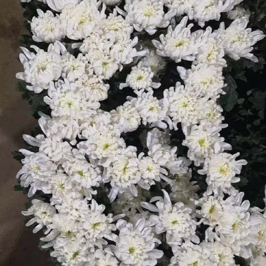 长沙白菊
