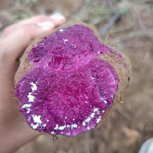 宜城市精选优质，凌紫，加工厂专用，大量紫薯上市欢迎各地客商前来咨询