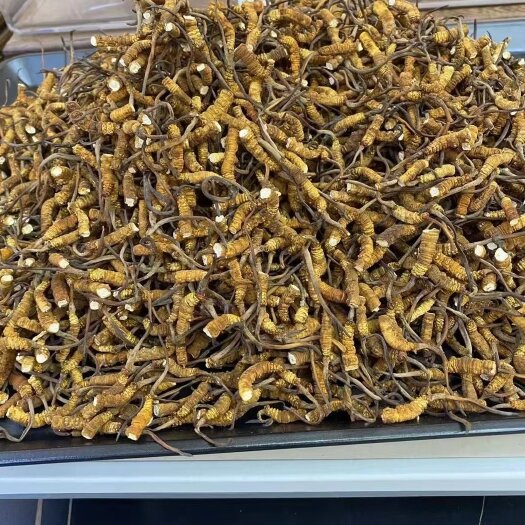 成都人工冻干带苗断冬虫夏草