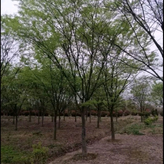 长沙樟树