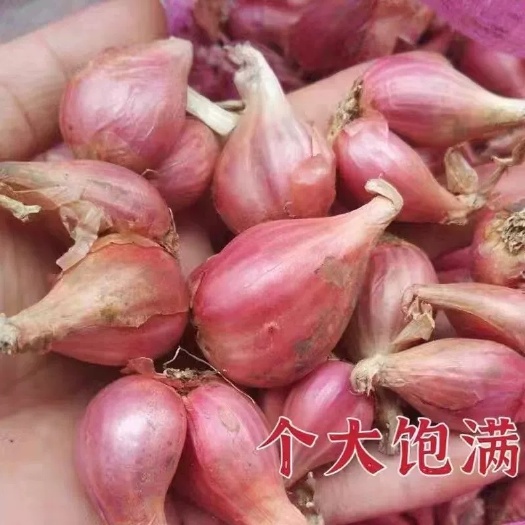 中牟县大量供应优质 黄葱头 黄葱 红香葱头