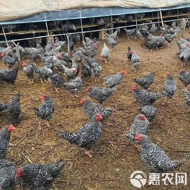 原种黑芦花鸡苗 半斤以上脱温苗 成年产蛋鸡 产蛋王 成活率高