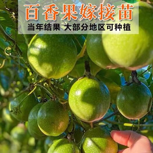 灵山县广西钦蜜九号纯甜黄金百香果树苗庭院盆栽带土种植四季结果