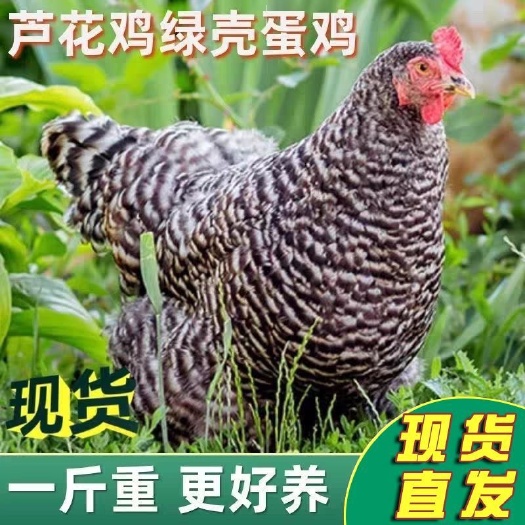 邳州市原种黑芦花鸡苗 半斤以上脱温苗 成年产蛋鸡 产蛋王 成活率高