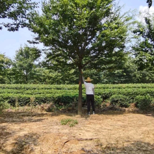 长沙樟树