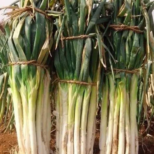 绥中县大葱，，，葡萄苗