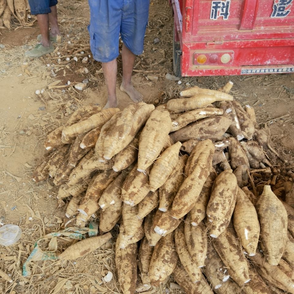 粉葛根新鲜现挖无渣生粉葛片农家特产天然野生葛根粉片煲汤