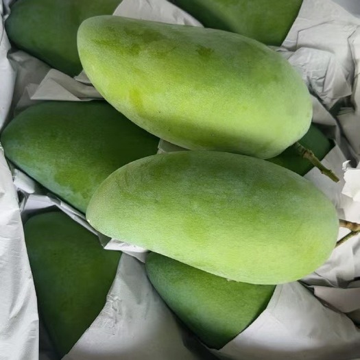 长沙大青芒