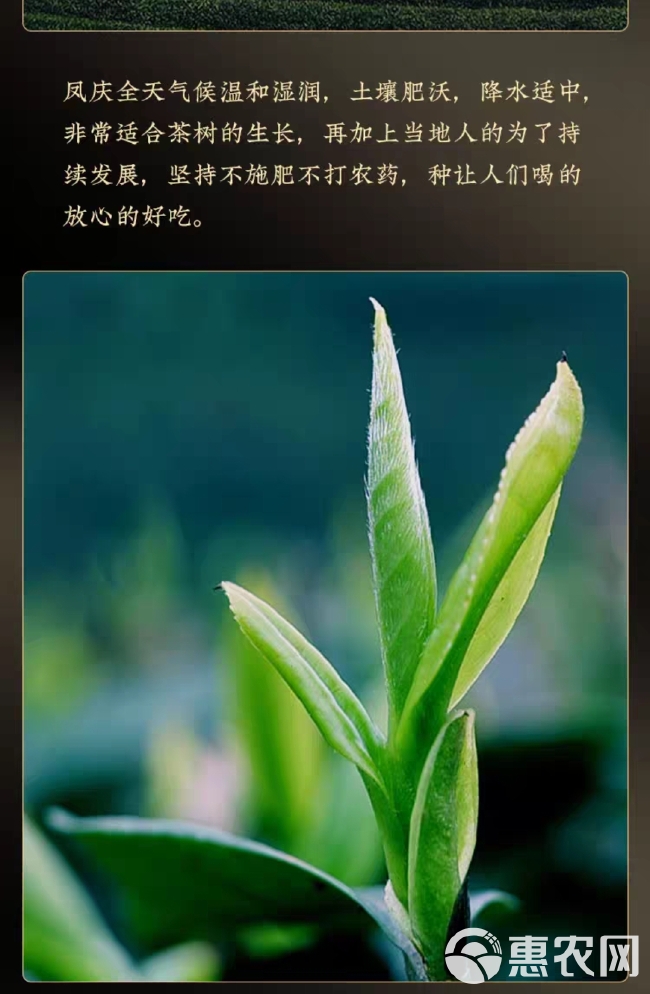 云南金丝红茶凤庆滇红茶古树红茶特级单芽蜜香散装礼盒装500克