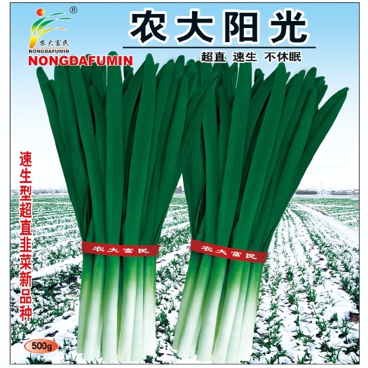 郑州韭菜种子  韭黄种，优质抗性佳不休眠品种