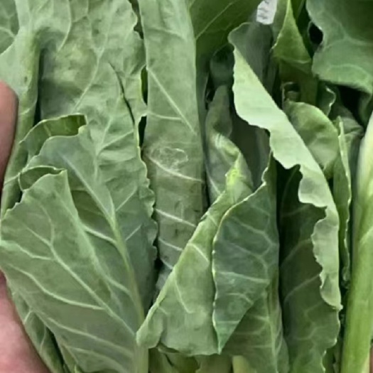 深圳泰国椰苗娃娃椰菜