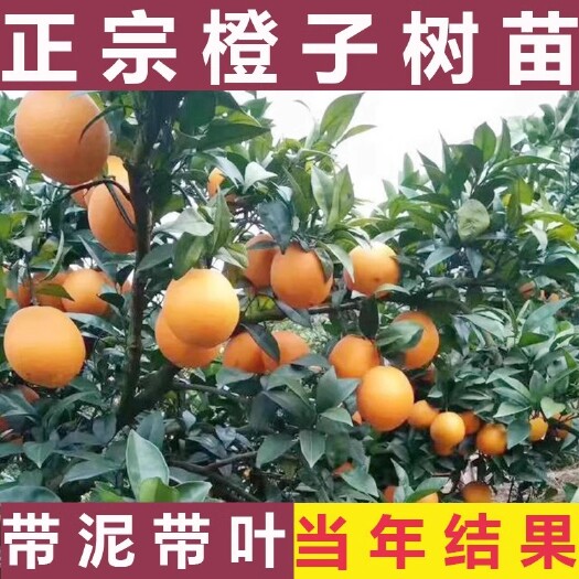 容县橙子树苗