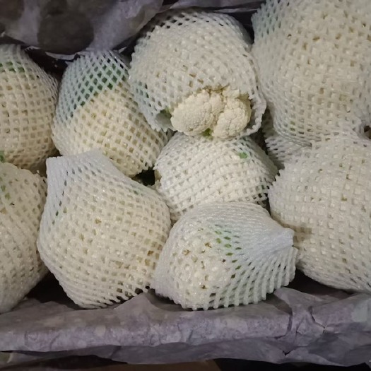 邯郸菜花，实花