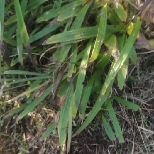 赤水市中药材紫花三叉白芨