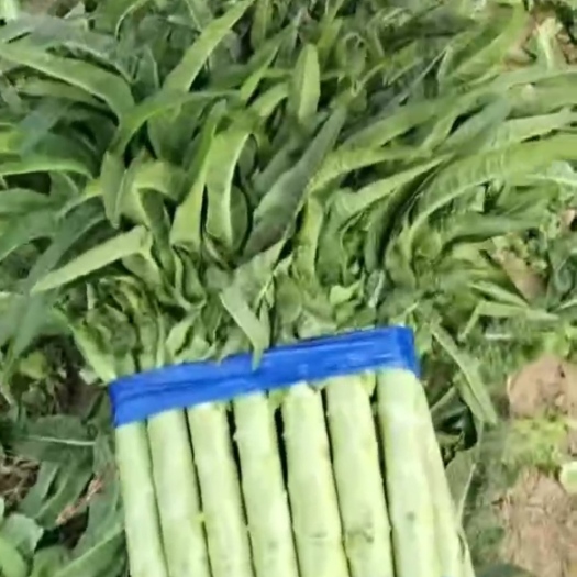 通许县青莴笋