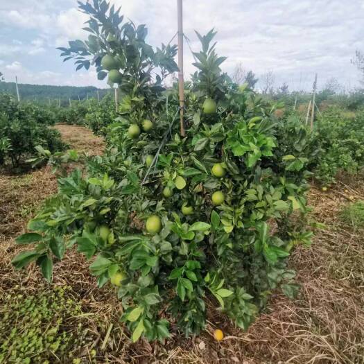 种植三年半的脐橙树 口感非常好 酸甜可口 没打甜霉素 A级果