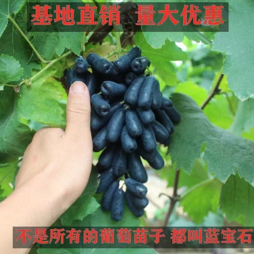 东明县蓝宝石葡萄树