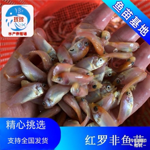 广州热销红罗非鱼苗