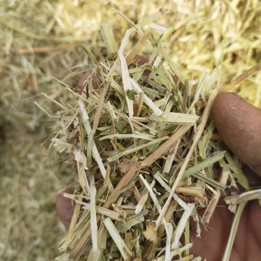正阳县花生秧，花生秧颗粒，花生秧叶粉