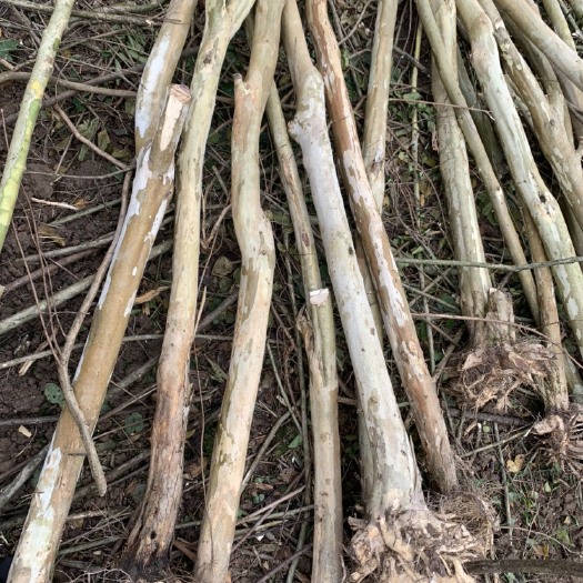 利川市各种规格紫薇低价处理 低价处理 大量供应