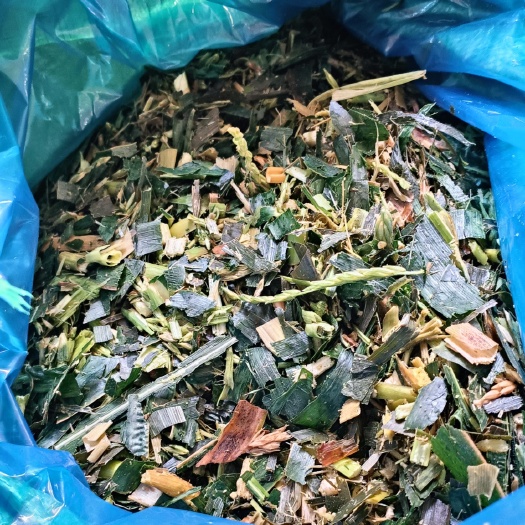 通海县甜脆玉米秆青贮